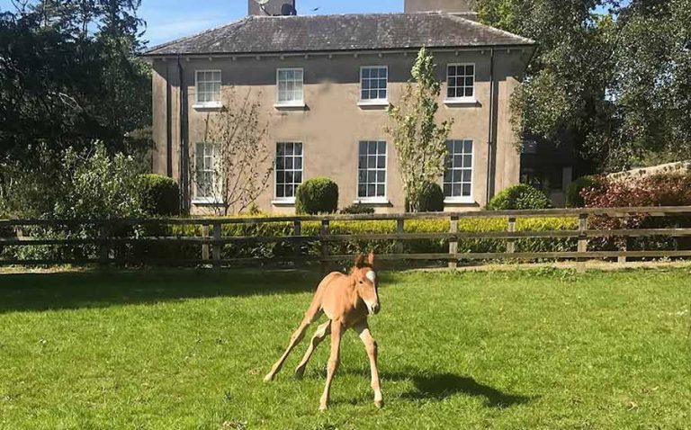 foal at equestrian house ireland