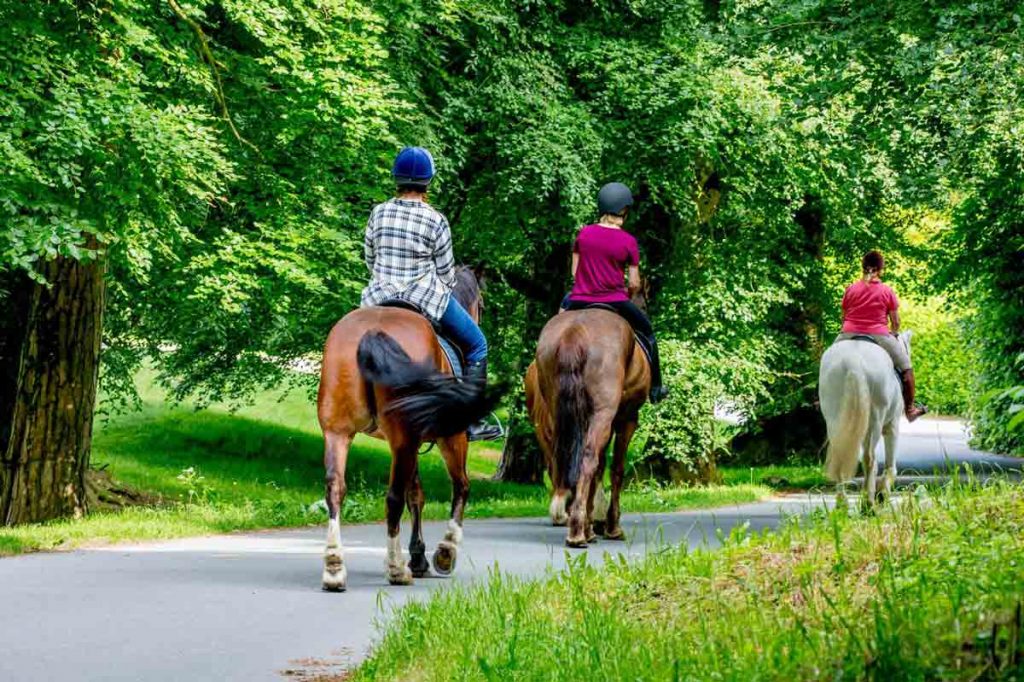 program Horseback Riding Hacking for Adults in Ireland