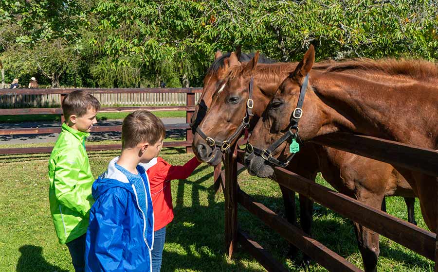 Stud Farm and Horse Riding school in Ireland