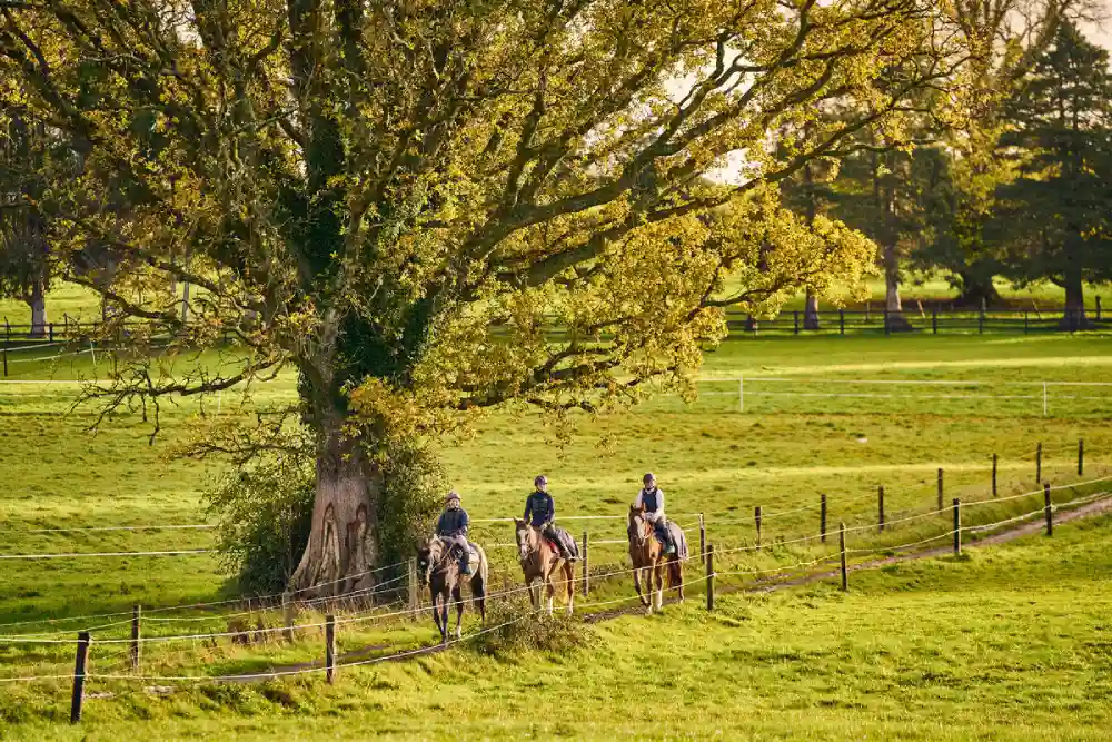 Equestrian Working Students in ireland